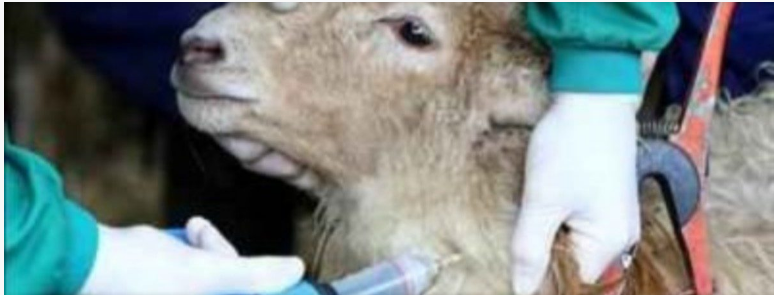 Nuevas vacunas contra la lengua azul en las vacas, ovinos y caprinos