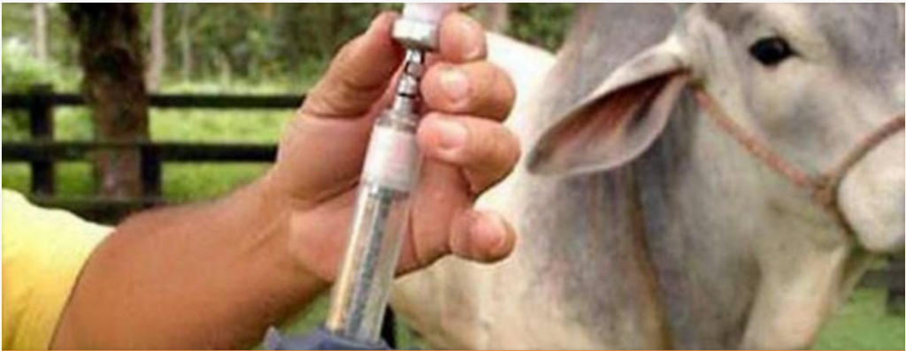 Vacunación contra la Fiebre Aftosa: herramienta para avanzar en el control progresivo de la enfermedad
