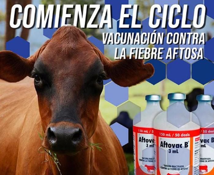Ciclo de Vacunación contra la Fiebre Aftosa: estrategia para erradicar progresivamente la enfermedad en el país.