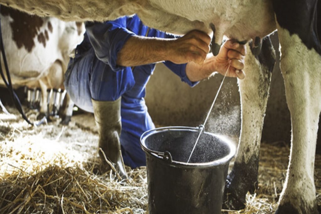 USDA: La producción de leche de vaca en los principales países exportadores se mantendrá estable en 2023