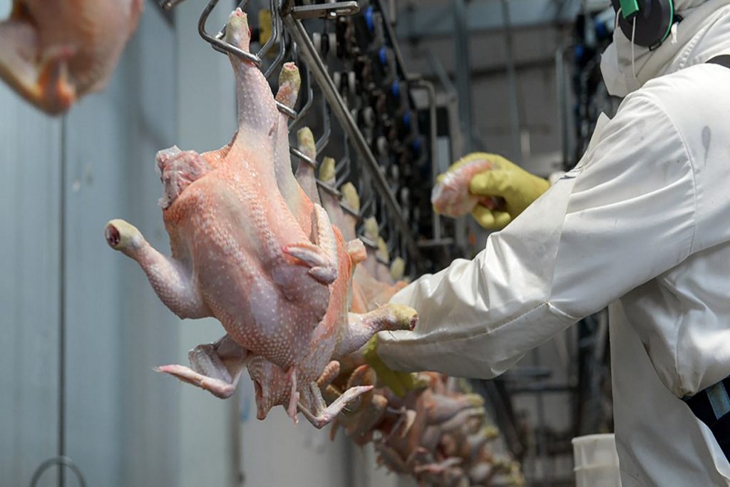Brasil, segundo mayor productor de pollo en 2022 por arriba de China