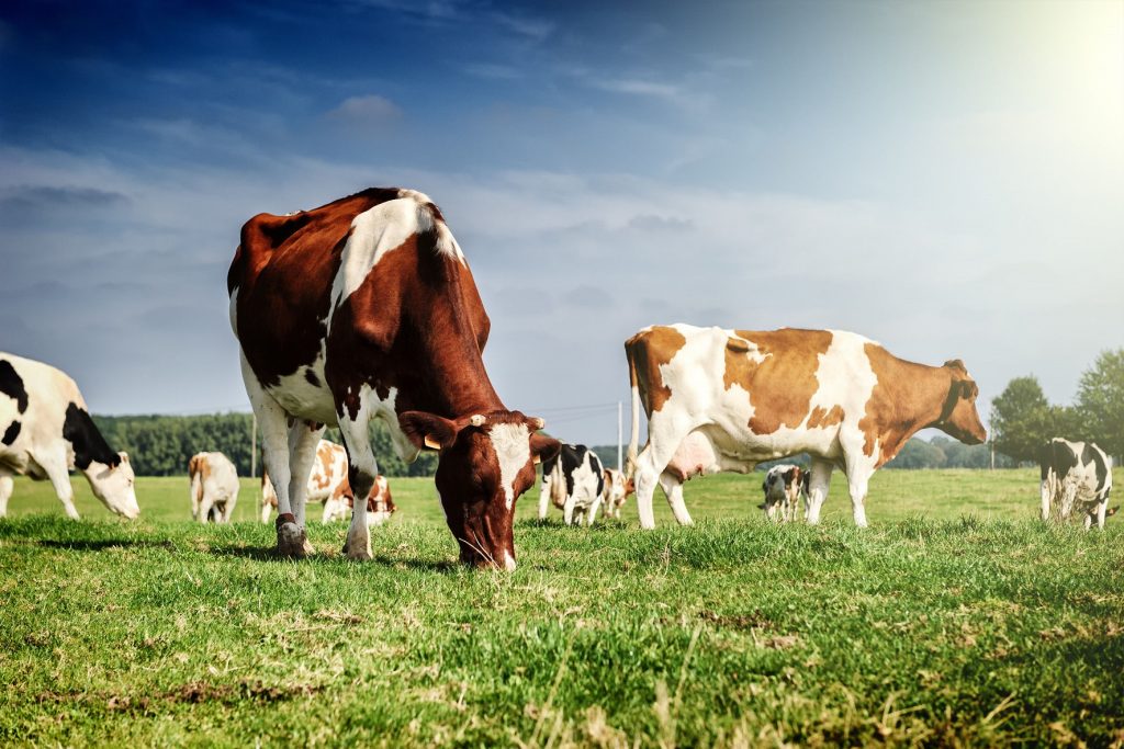 Sistema de ventilación-mojado, la clave para reducir el riesgo por estrés calórico en el ganado lechero
