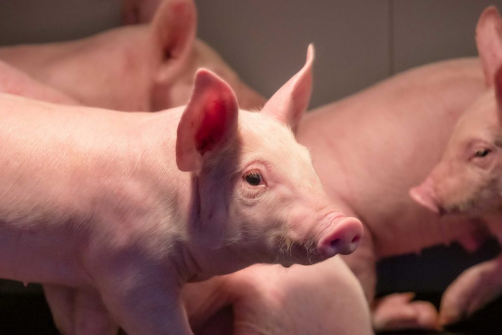 El futuro de la producción de carne de cerdo en la Unión Europea. Perspectivas hasta 2032