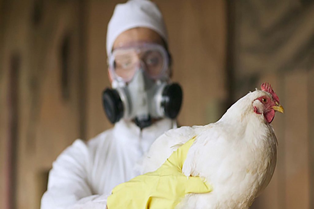 Influenza Aviar: La OMSA afirma que hay “una creciente preocupación por la amenaza para la salud de los animales, la biodiversidad y la salud pública”