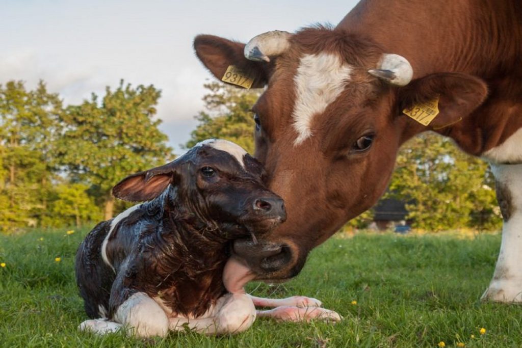 Principales causas que pueden provocar retención placentaria en vacas por deficiencias de minerales y vitaminas