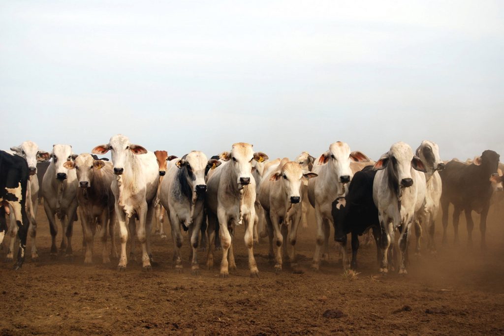 COLOMBIA: Beneficios que por ley tendrían los predios certificados en ganadería sostenible.