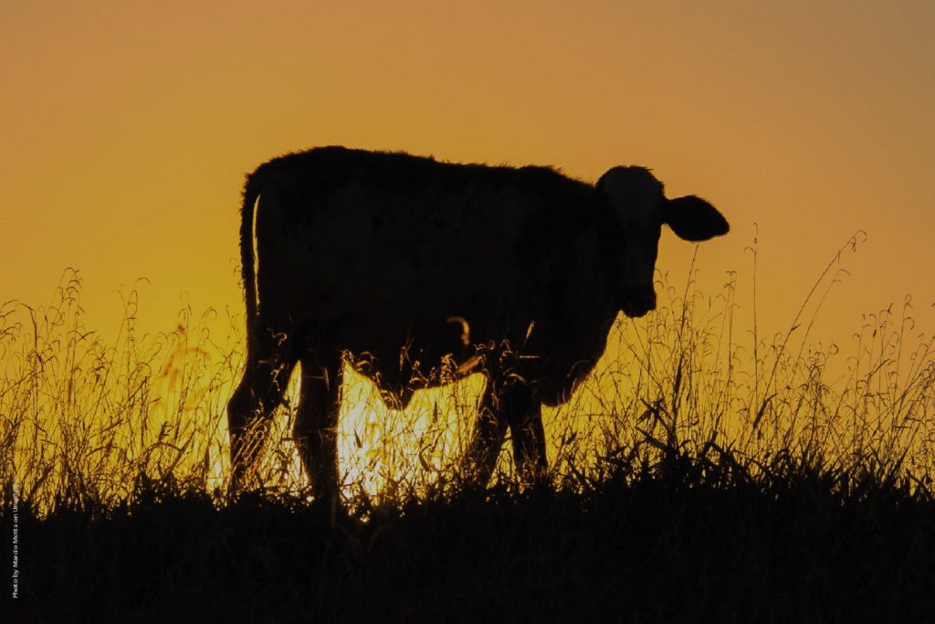 Estrés calórico en ganado lechero I: sus componentes y sus efectos