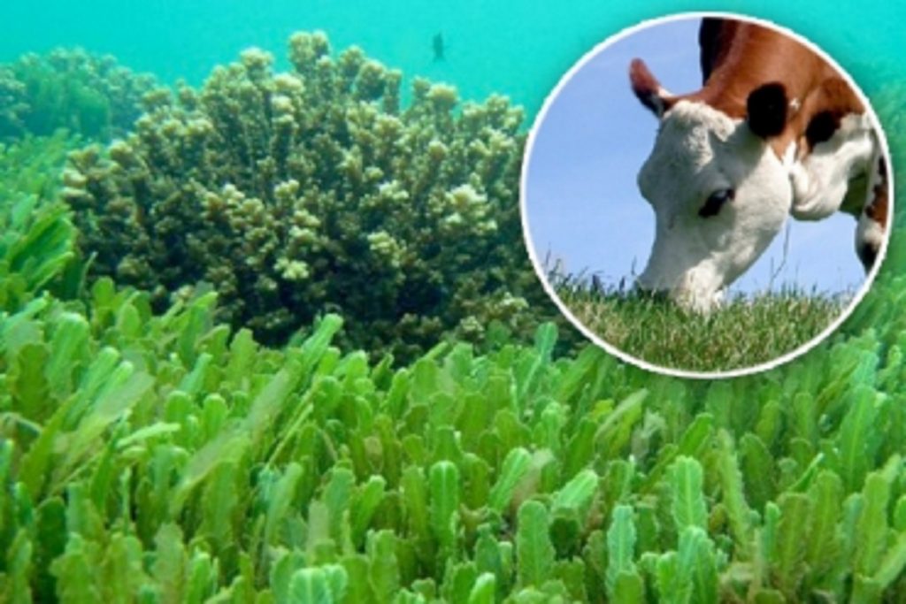 ¿Pueden las algas crear vacas y un planeta más saludable?