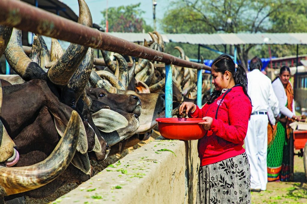 India recurre a la importación para responder a la demanda de lácteos
