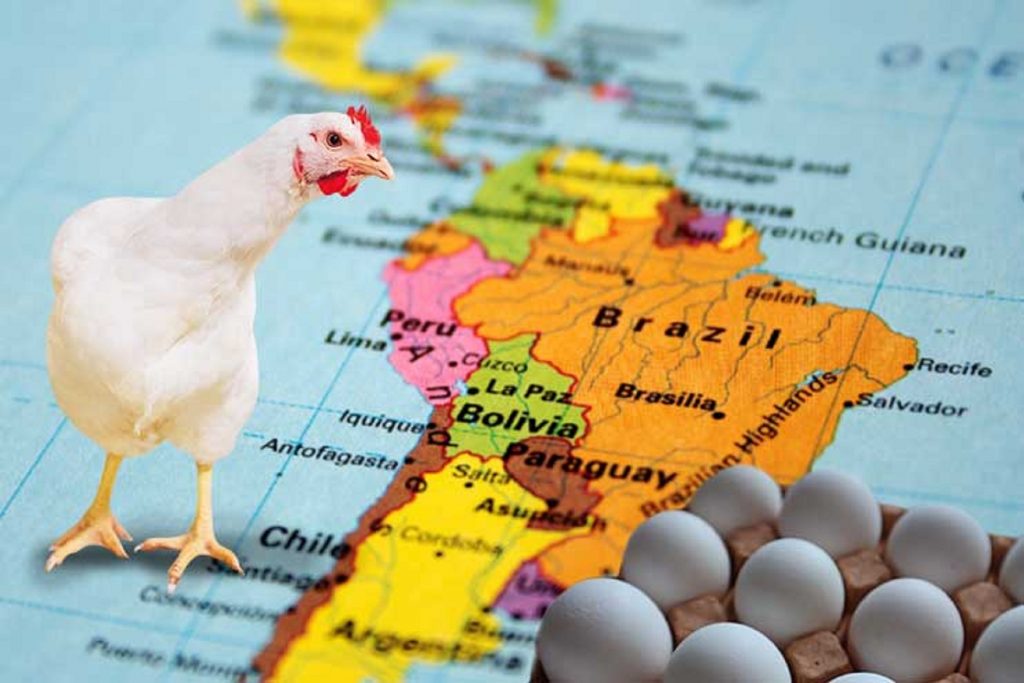 Producción avícola latinoamericana en 2022