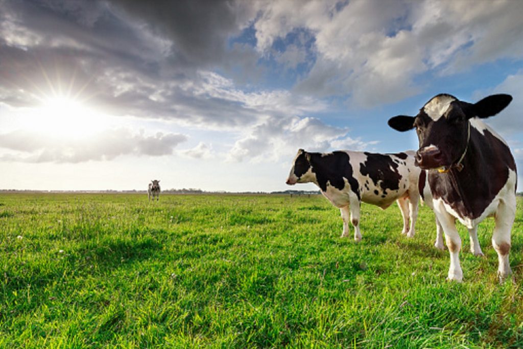 ¿Cómo demostrar una alimentación animal sostenible en la producción ganadera?