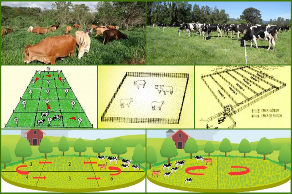 ARGENTINA: Con ganadería regenerativa, los suelos fijan carbono y aumenta la productividad