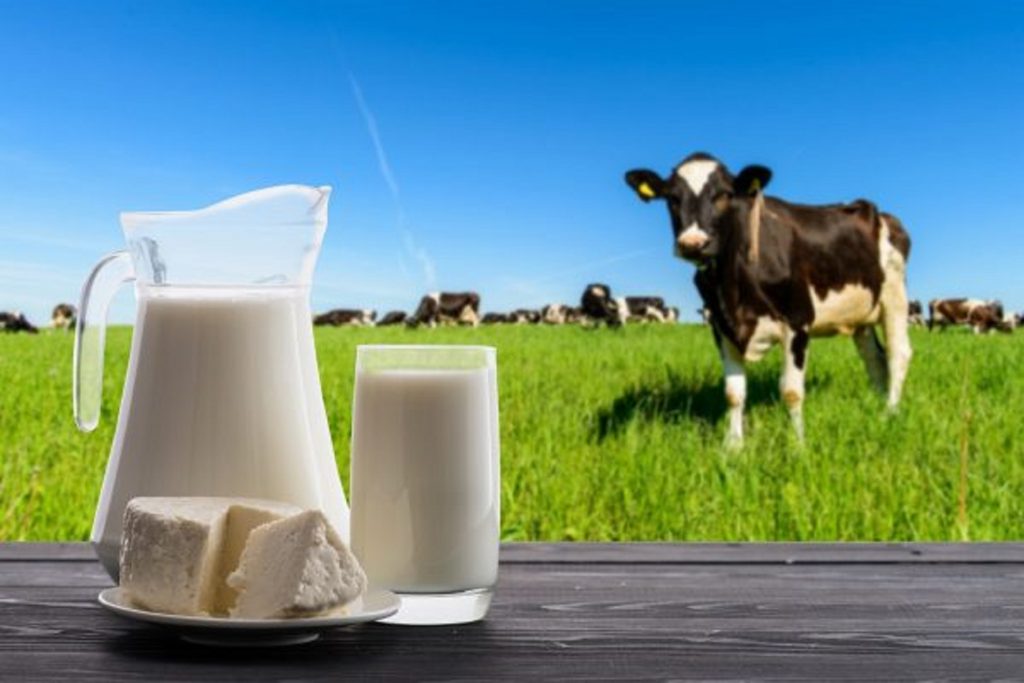 Reducir el desperdicio lácteo, el objetivo de la ganadería lechera en Australia