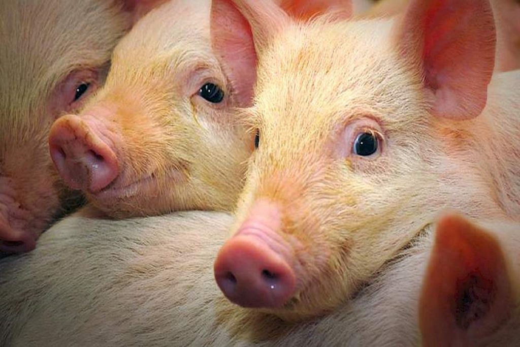 ESPAÑA: Informe del USDA sobre la situación del sector porcino.