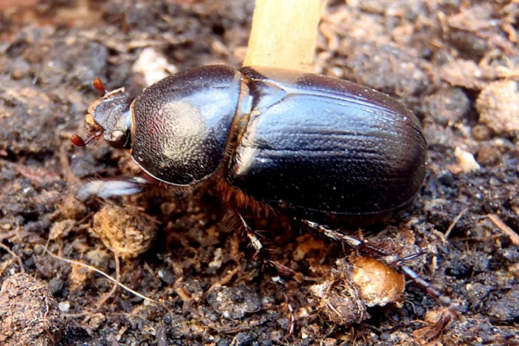 Escarabajo estercolero en riesgo: ganaderos podrían perder a un aliado natural de los suelos